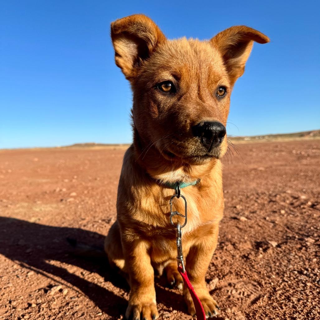 Ham, Adoptable, Puppy Male Shepherd.