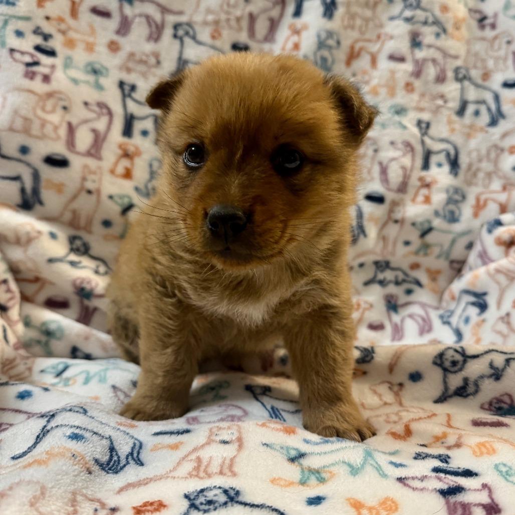 Ham, Adoptable, Puppy Male Shepherd.
