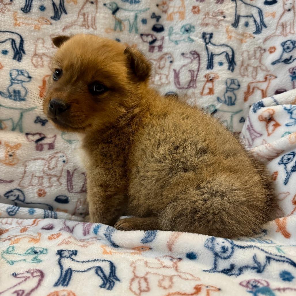 Enlarge Ham, a Adoptable Shepherd in Tuba City, AZ image 2/6