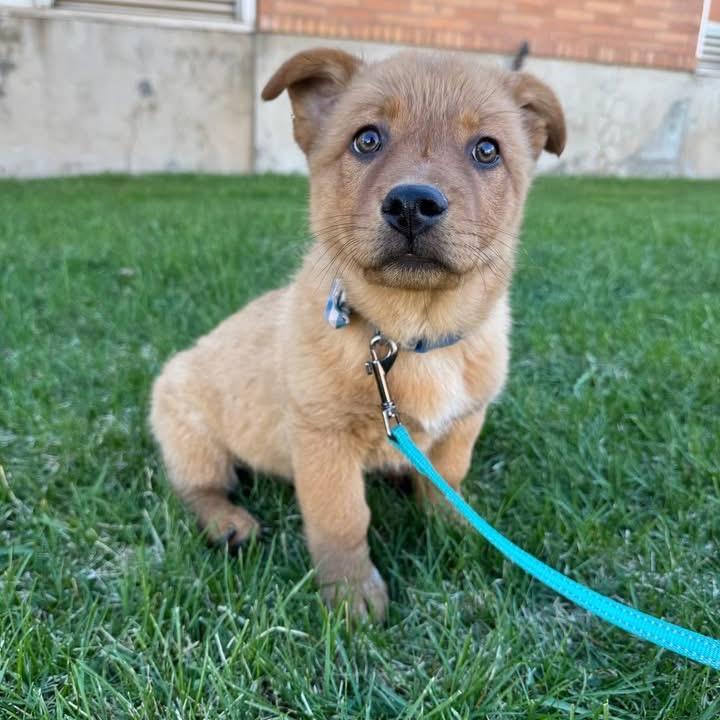 Enlarge Ham, a Adoptable Shepherd in Tuba City, AZ image 3/6