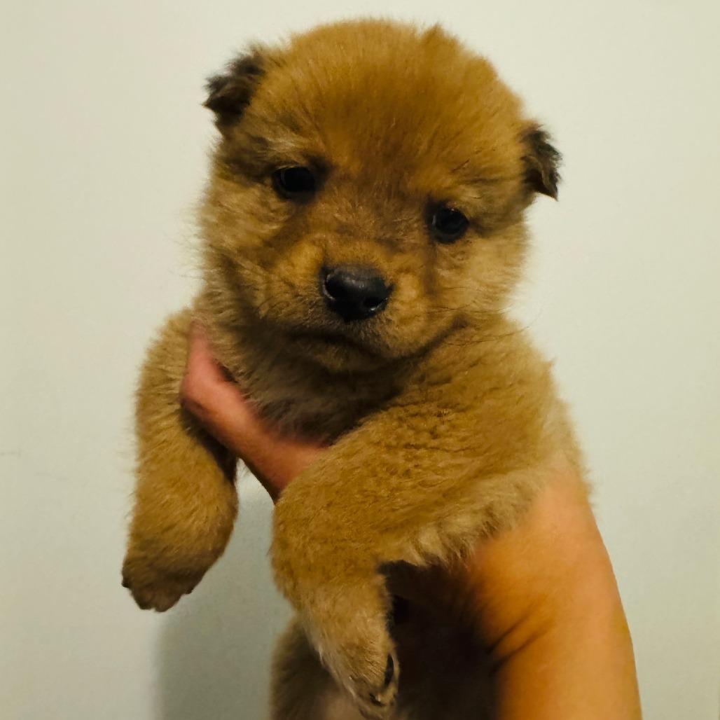 Enlarge Ham, a Adoptable Shepherd in Tuba City, AZ image 4/6