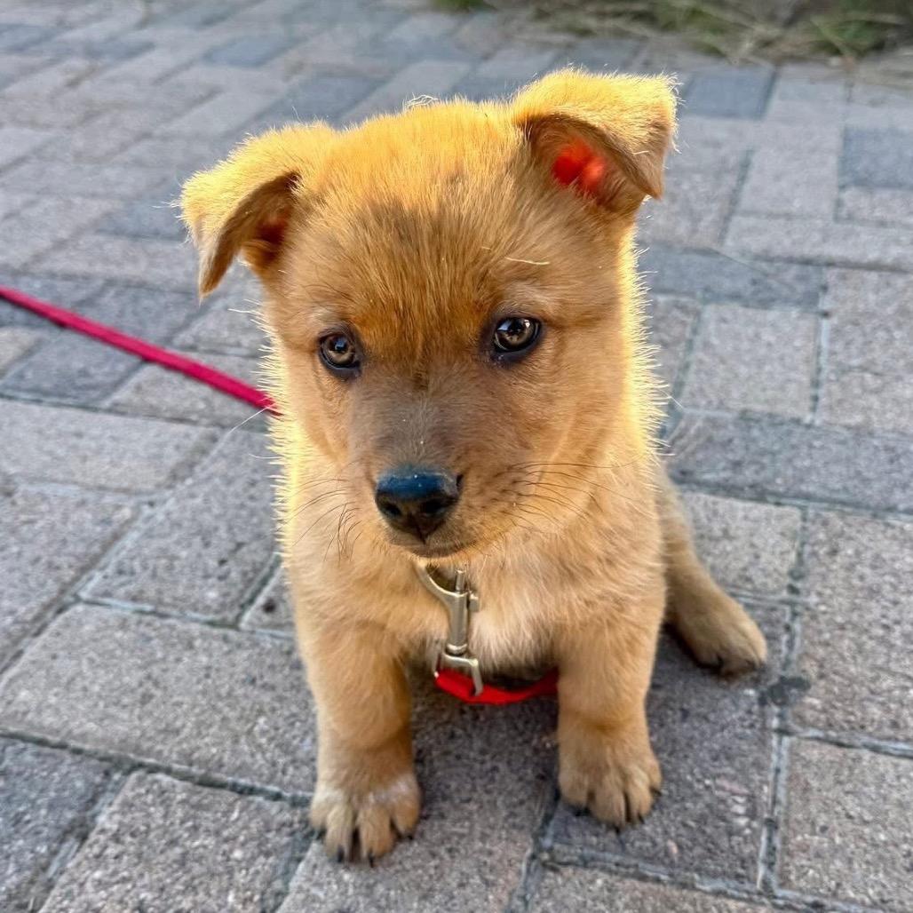 Enlarge Ham, a Adoptable Shepherd in Tuba City, AZ image 5/6