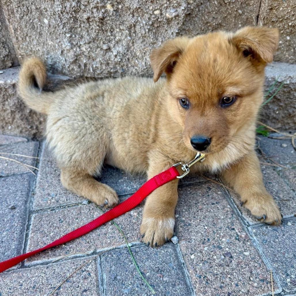 Enlarge Ham, a Adoptable Shepherd in Tuba City, AZ image 6/6