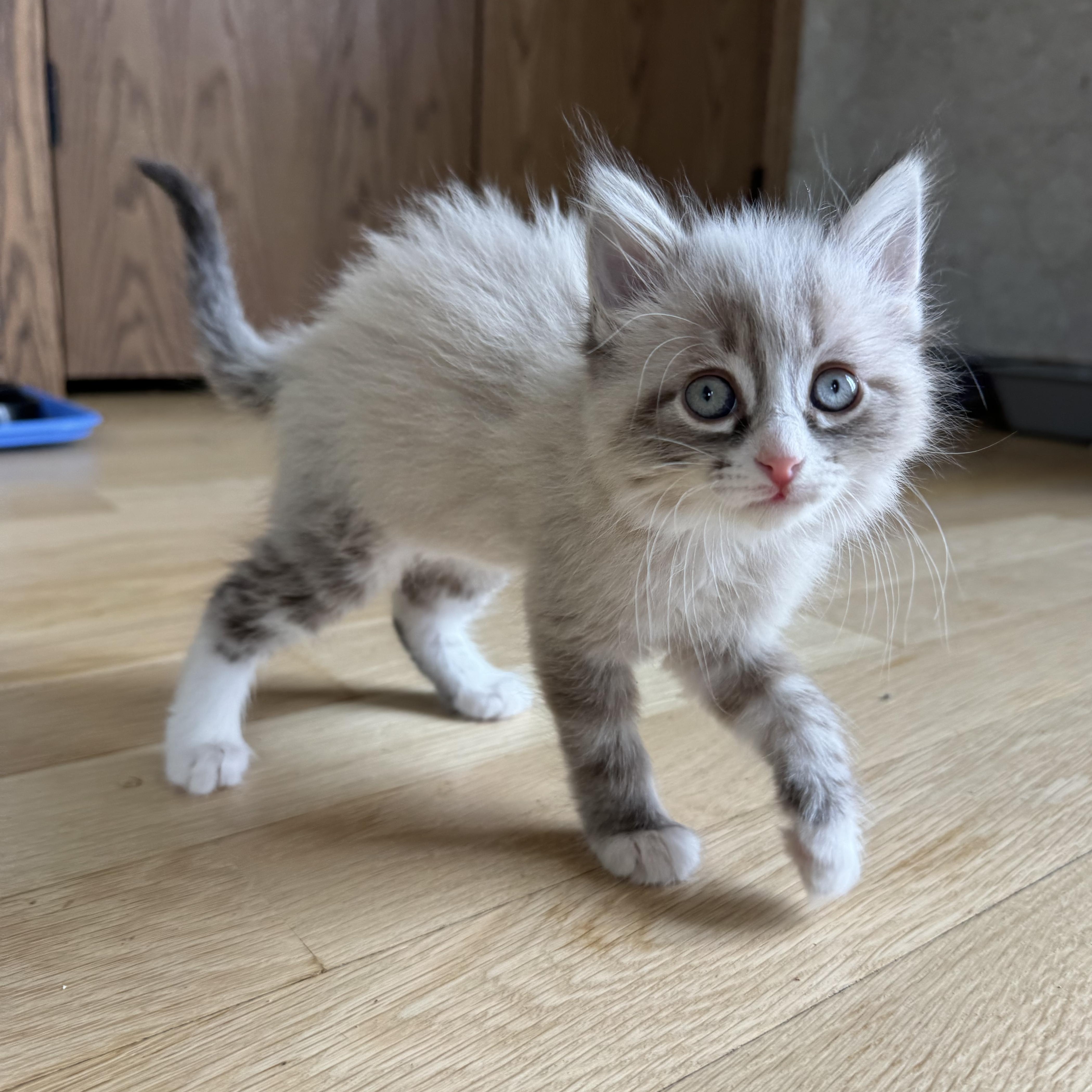 Churro, an adopted Siamese in Milwaukee, WI image 1/6