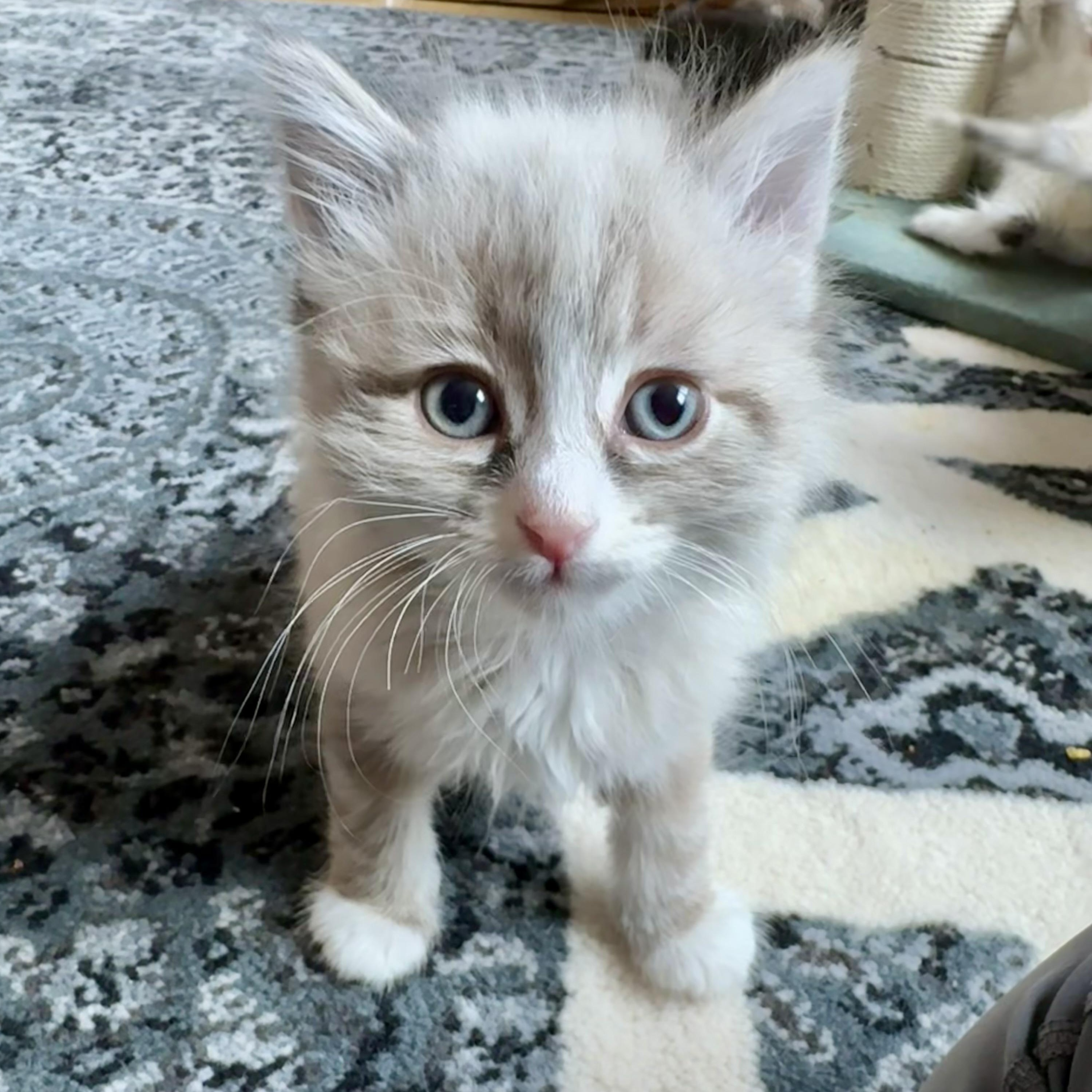 Churro, an adopted Siamese in Milwaukee, WI image 2/6