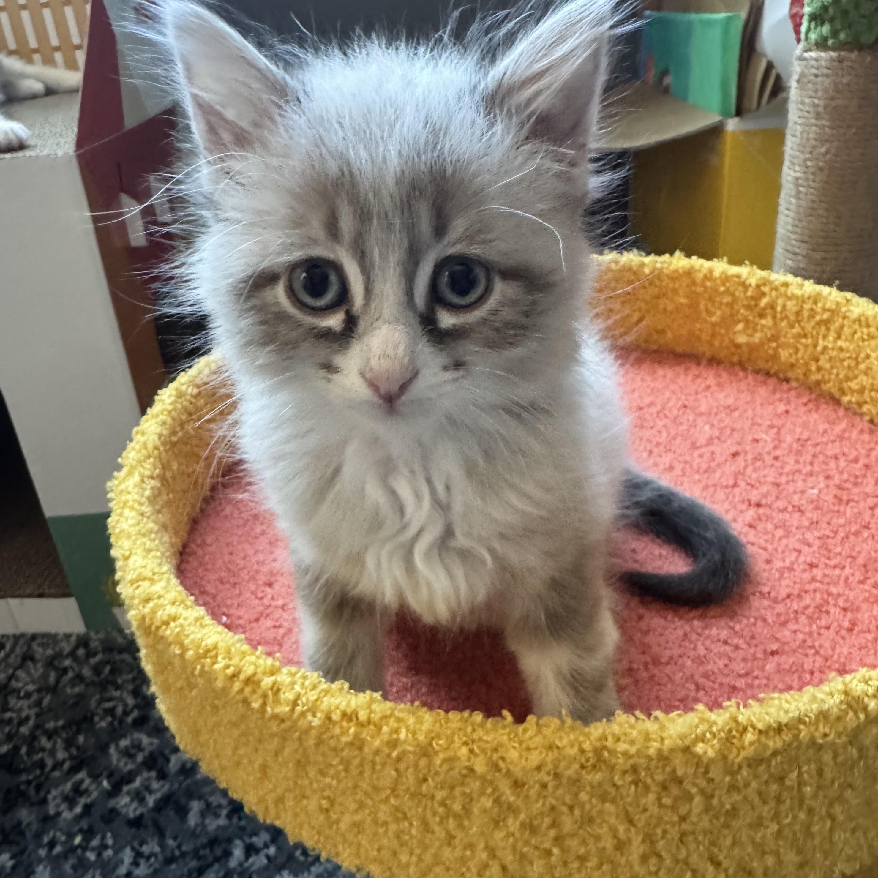 Churro, an adopted Siamese in Milwaukee, WI image 5/6