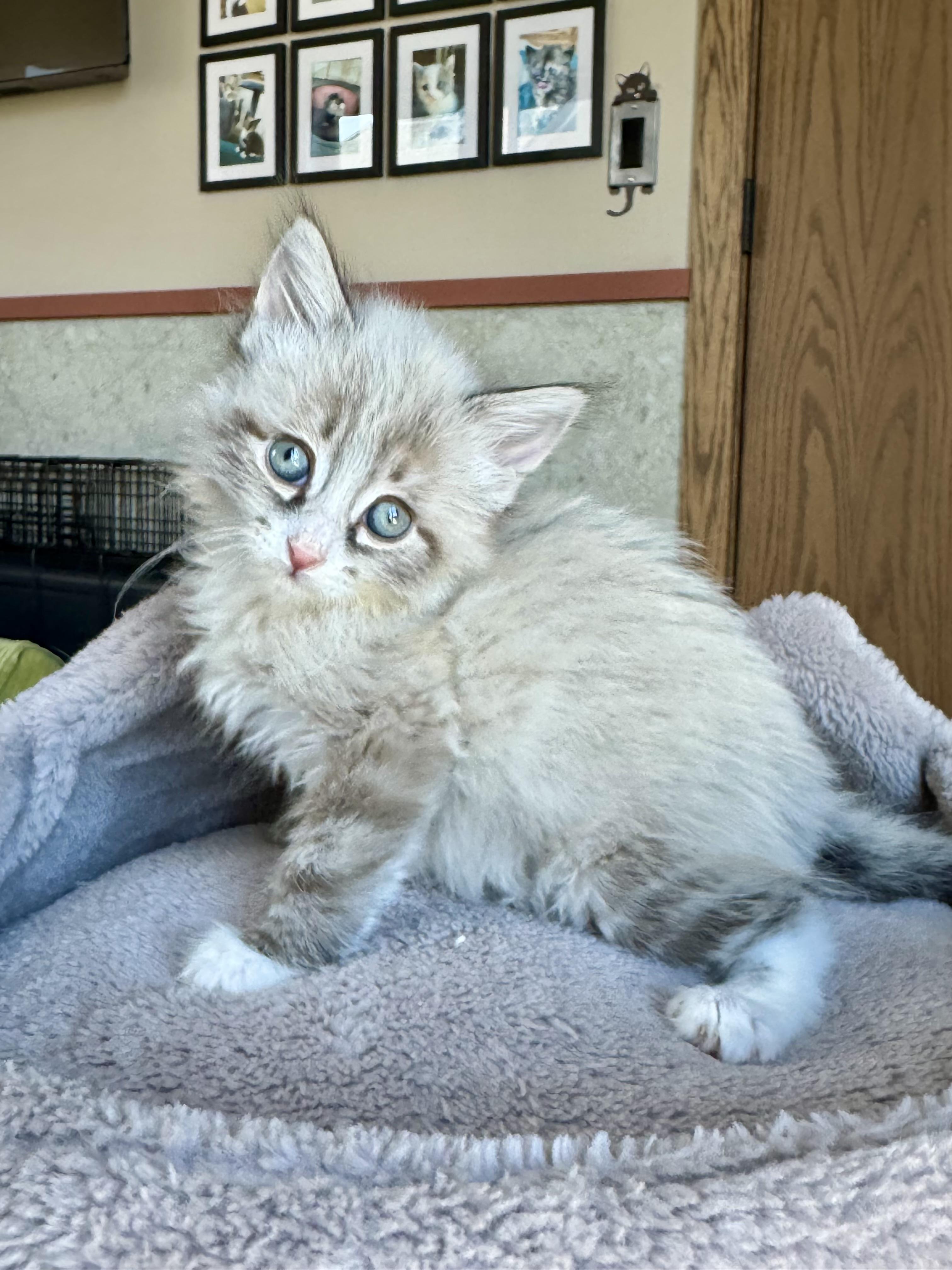 Churro, an adopted Siamese in Milwaukee, WI image 4/6