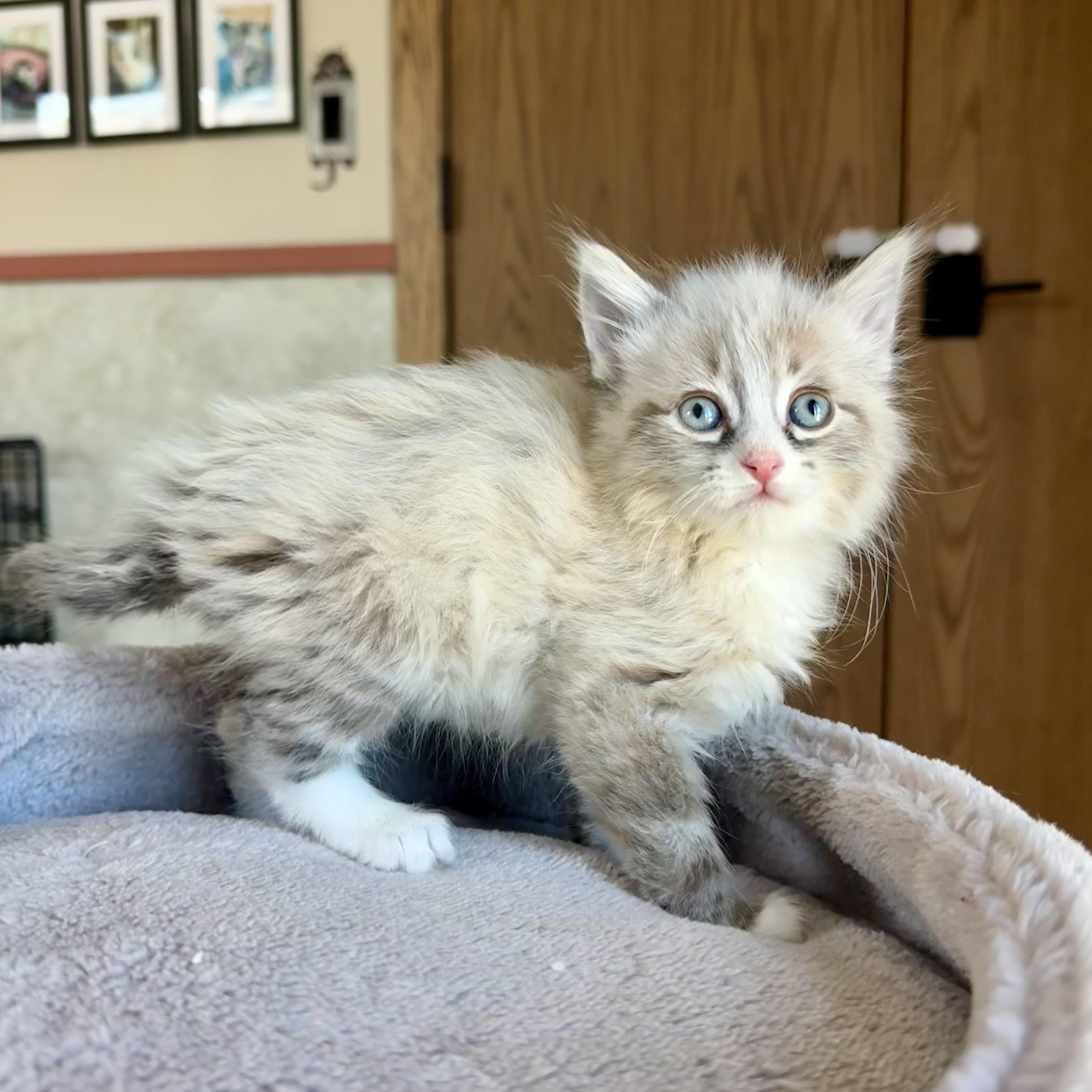 Churro, an adopted Siamese in Milwaukee, WI image 3/6