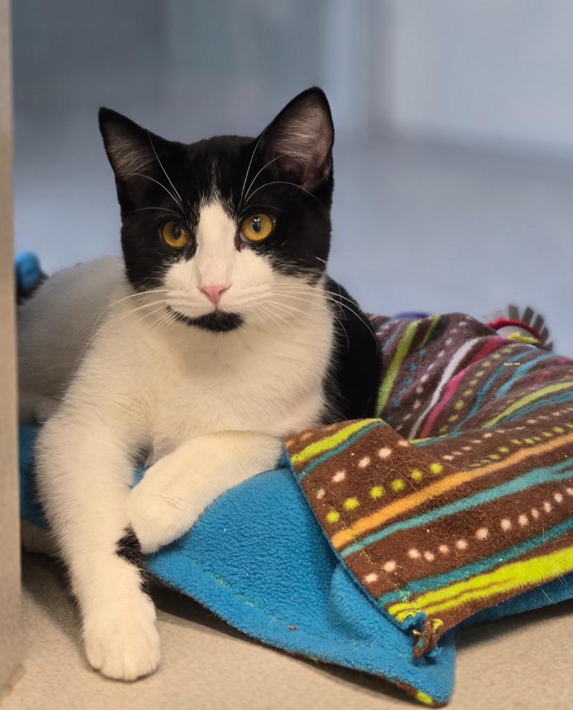 Bramble, Adoptable, Young Male Domestic Short Hair.