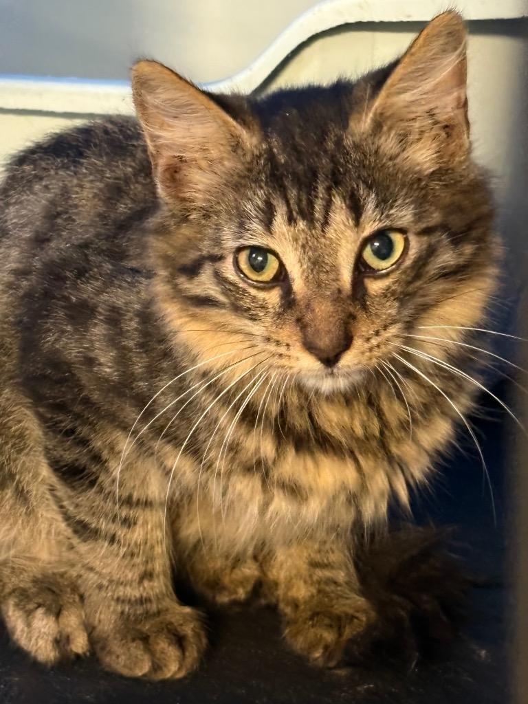 Midnight Star, Adoptable, Young Male Domestic Short Hair.