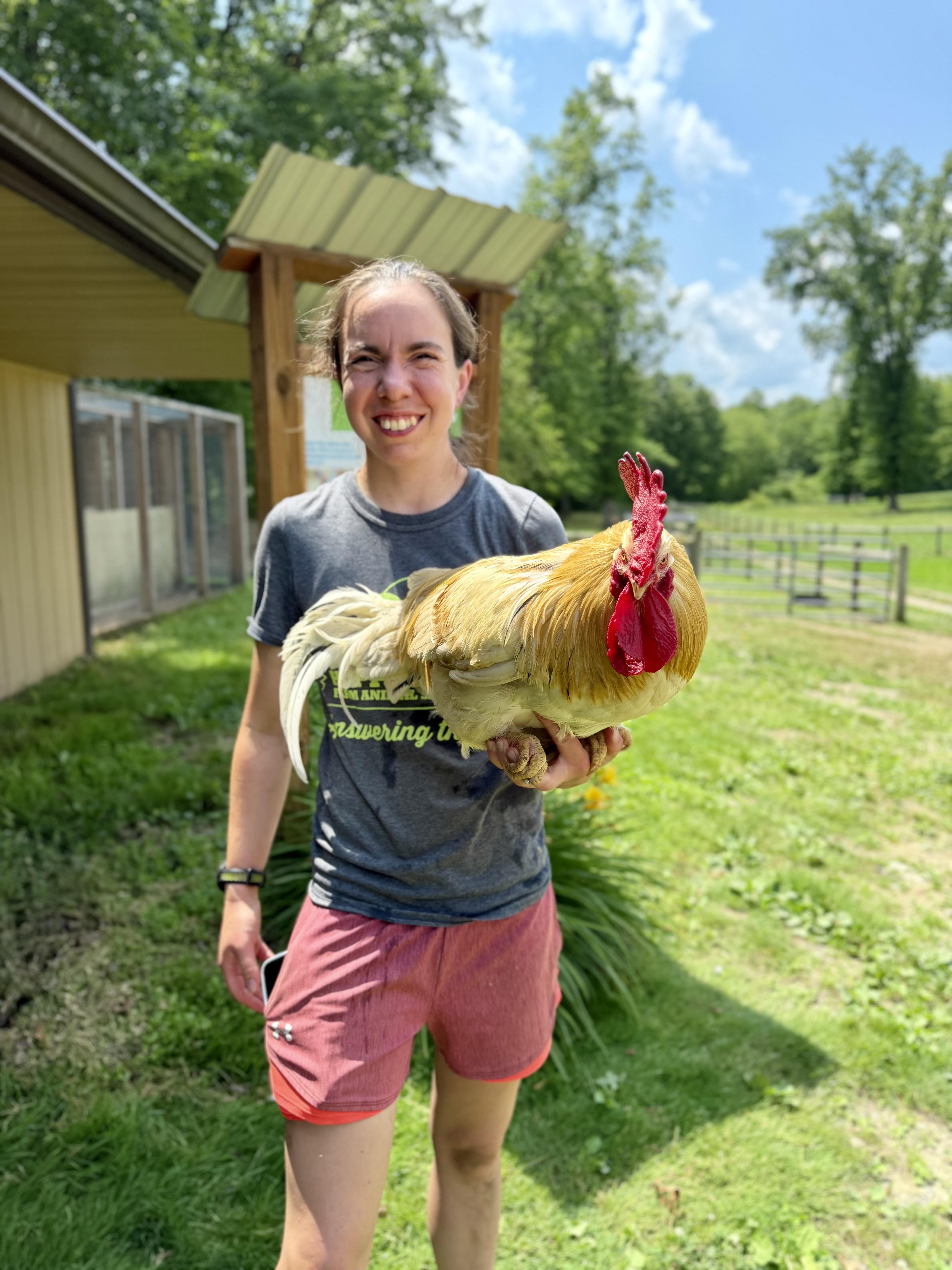 Carl, a ADOPTABLE Chicken in Ravenna, OH image 2/3