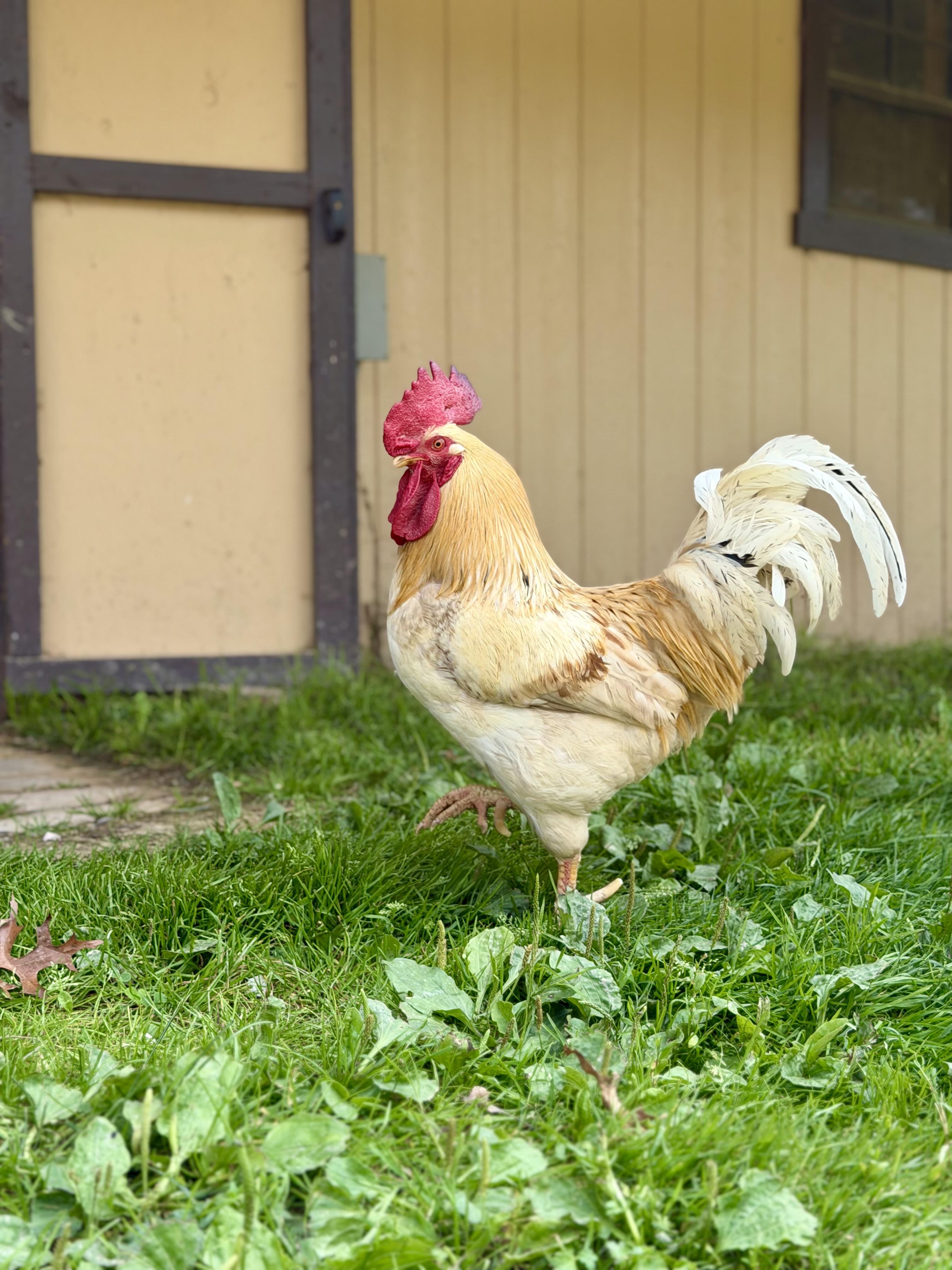 Carl, ADOPTABLE, Adult Male Chicken.