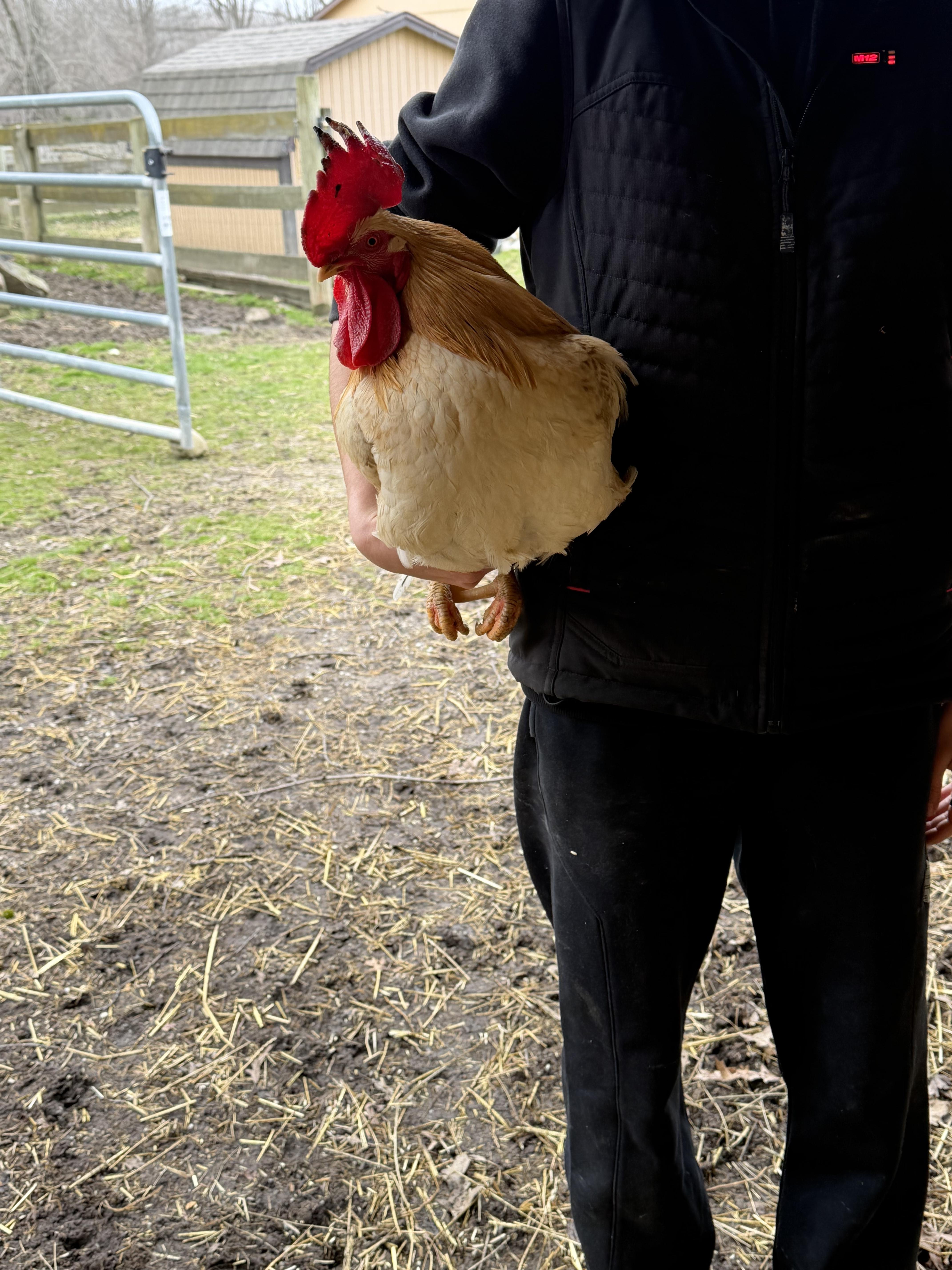 Enlarge Carl, a ADOPTABLE Chicken in Ravenna, OH image 2/2