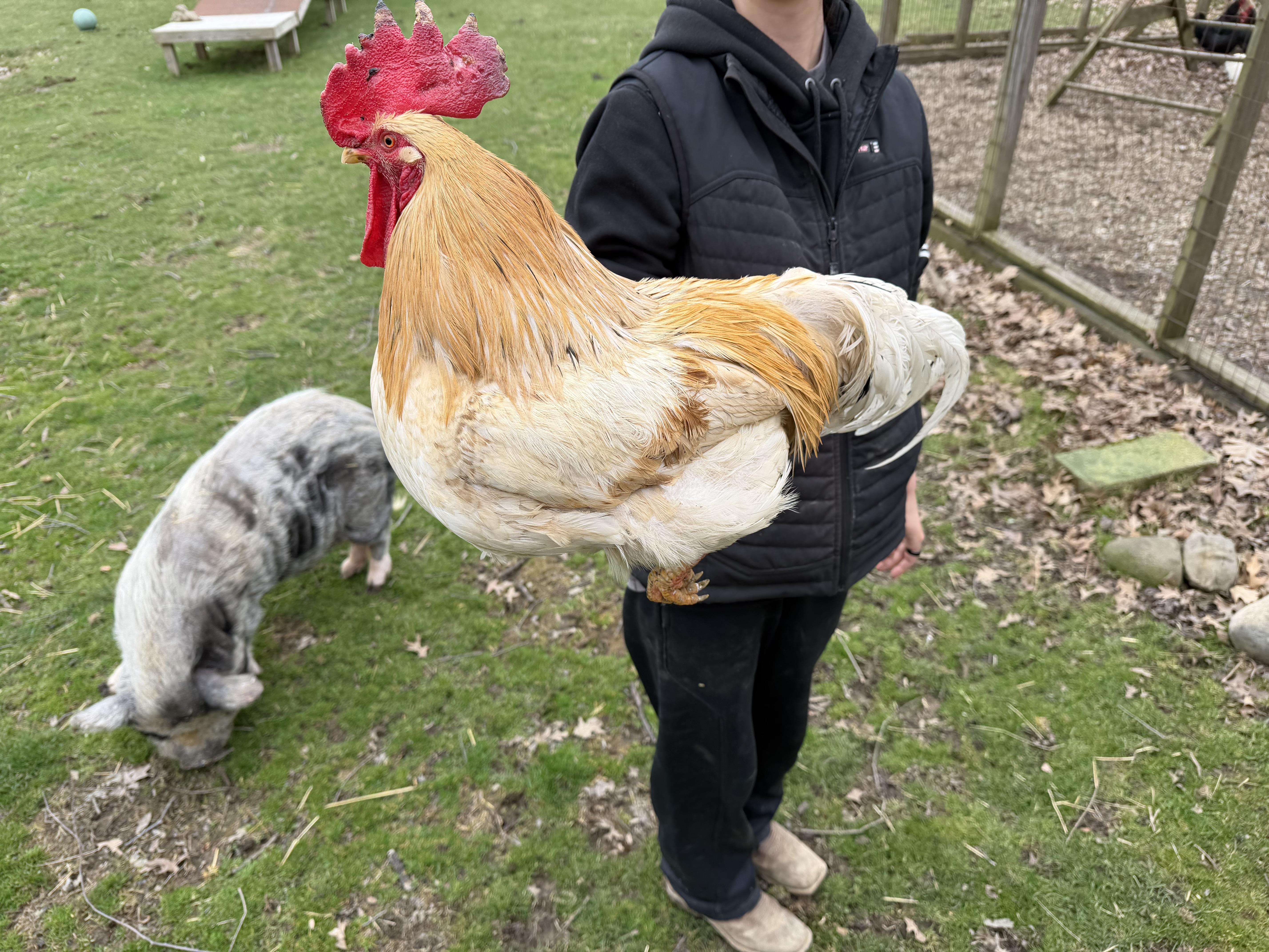 Enlarge Carl, a ADOPTABLE Chicken in Ravenna, OH image 1/2