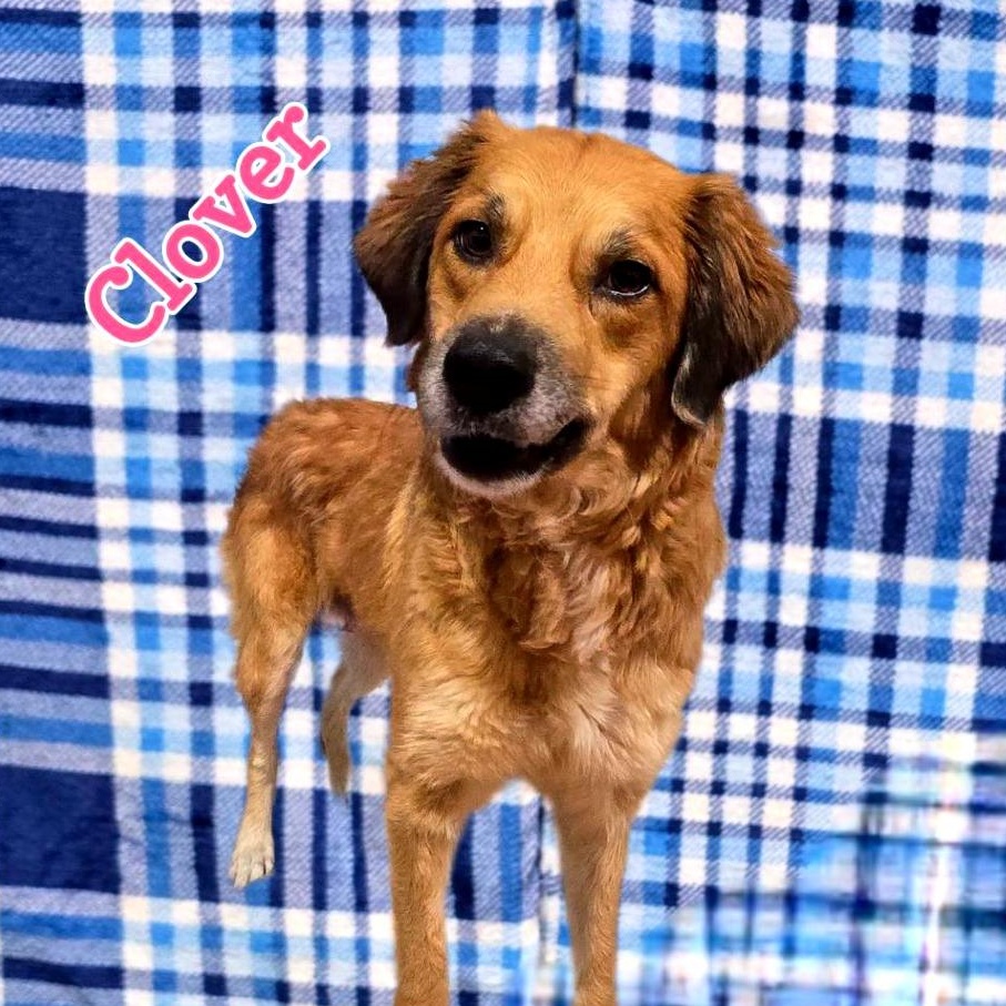 Enlarge Clover, a ADOPTABLE mixed breed in Joliet, IL image 3/3