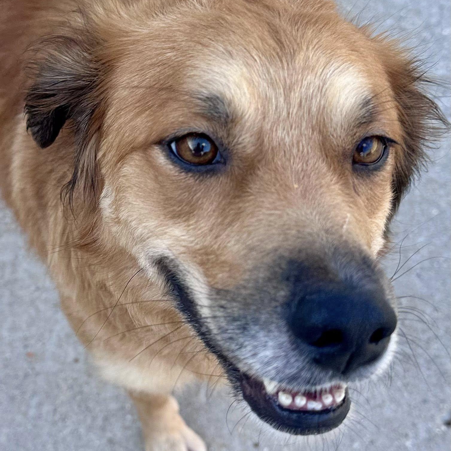 Enlarge Clover, a ADOPTABLE mixed breed in Joliet, IL image 2/3