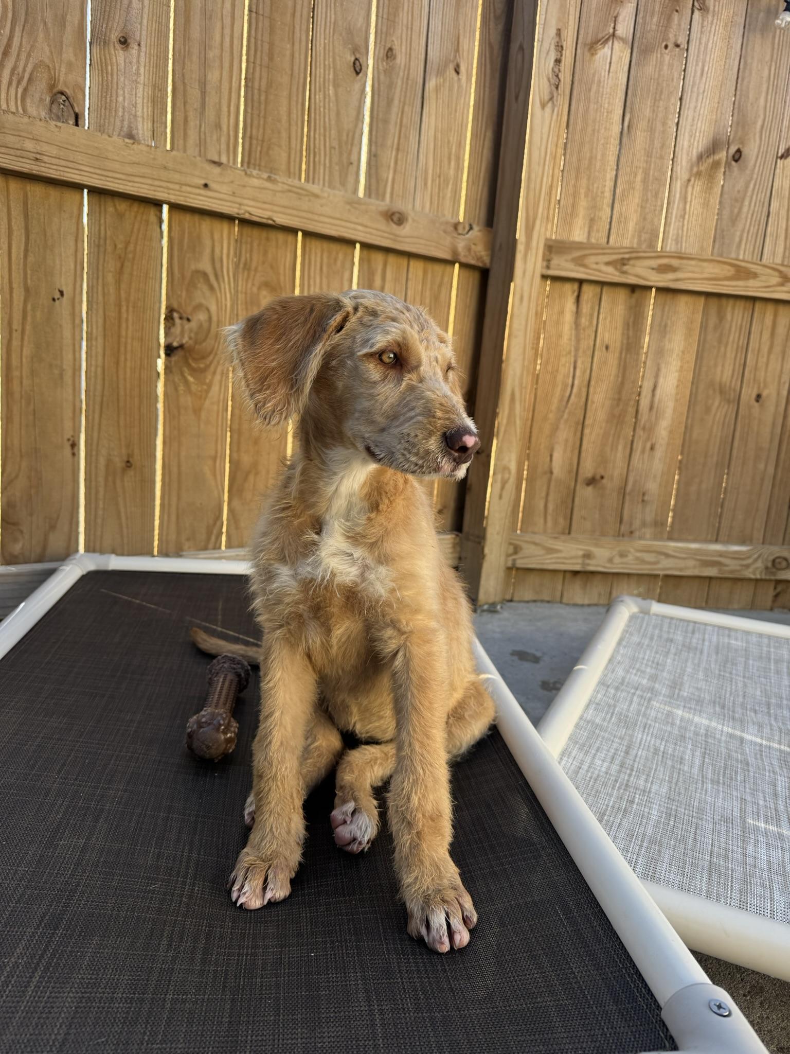 Enlarge Madeline, a ADOPTABLE mixed breed in Ponchatoula, LA image 1/4