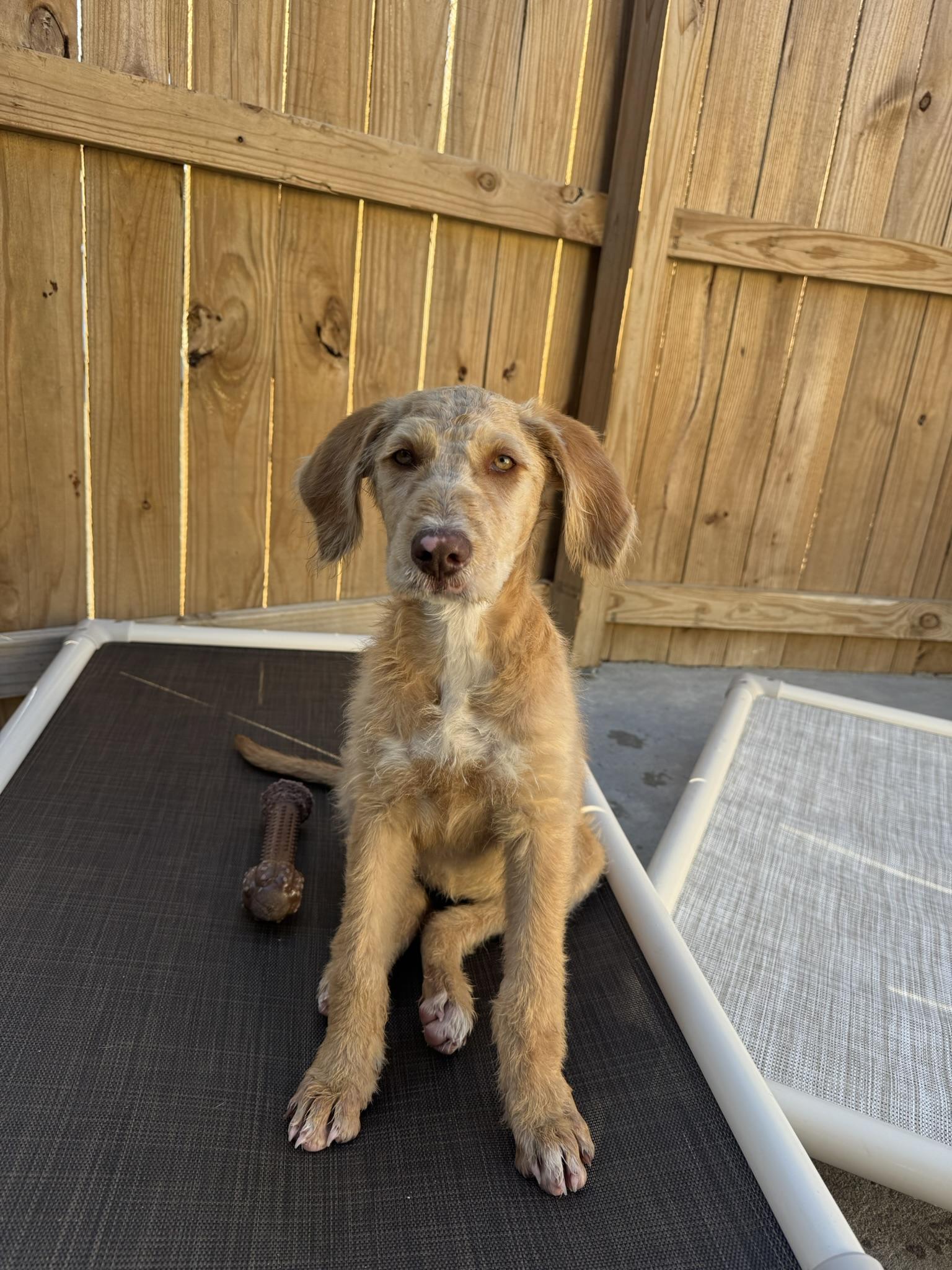 Enlarge Madeline, a ADOPTABLE mixed breed in Ponchatoula, LA image 2/4