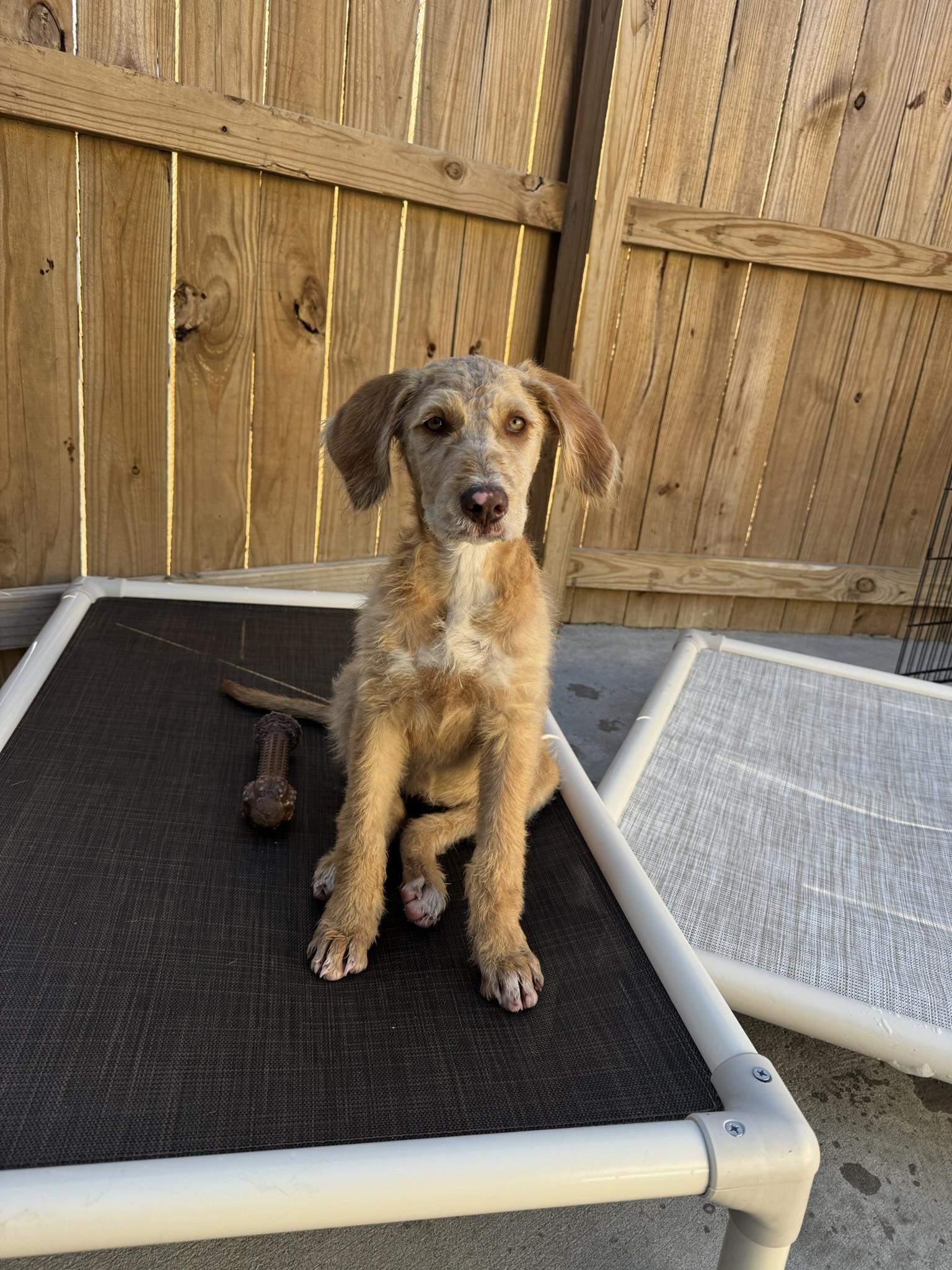 Enlarge Madeline, a ADOPTABLE mixed breed in Ponchatoula, LA image 3/4