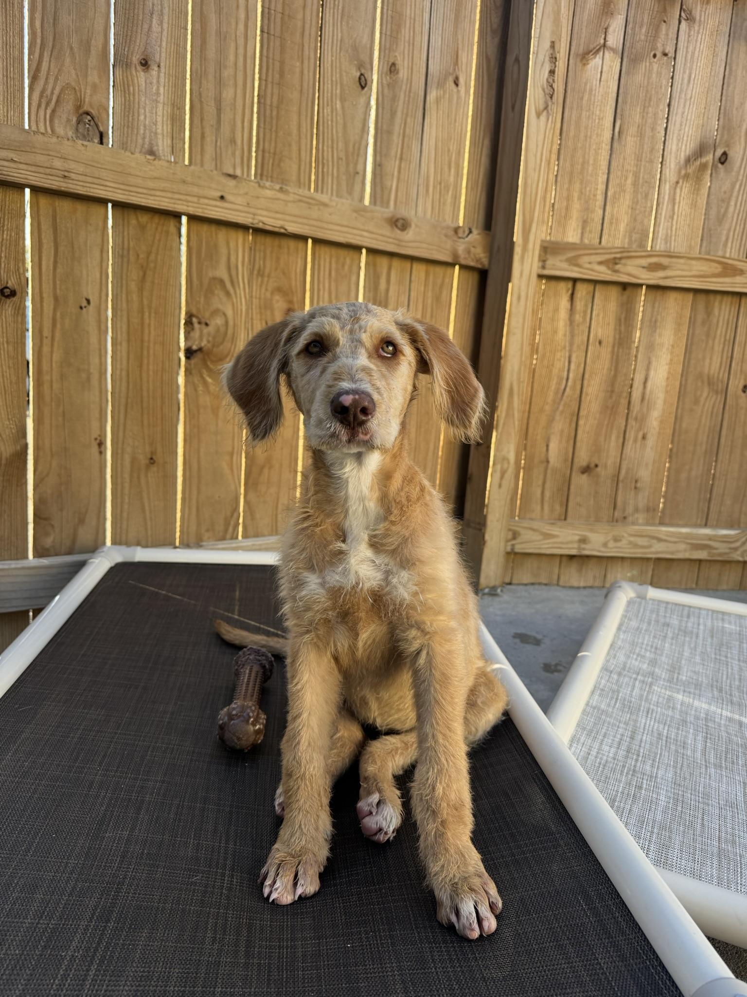 Enlarge Madeline, a ADOPTABLE mixed breed in Ponchatoula, LA image 4/4