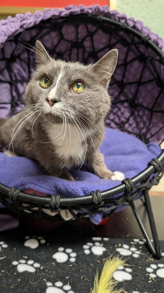 Enlarge Chuck, a Adoptable mixed breed in Ellijay, GA image 2/6