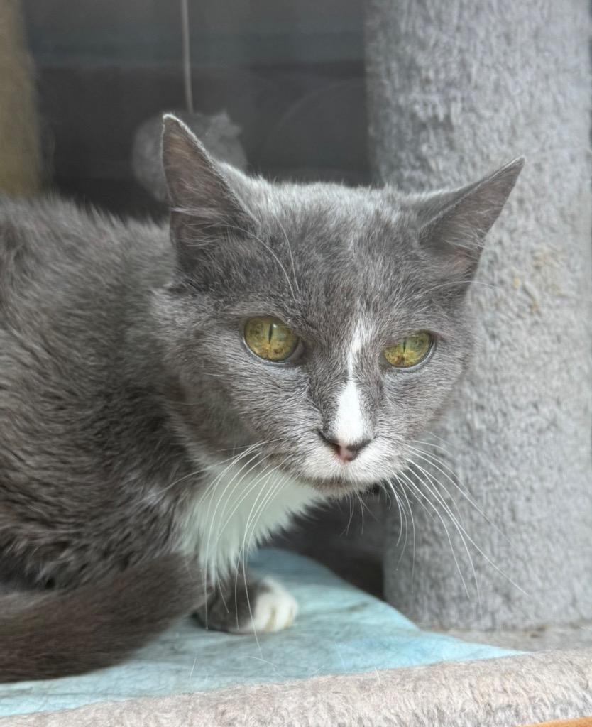 Enlarge Chuck, a Adoptable mixed breed in Ellijay, GA image 3/6