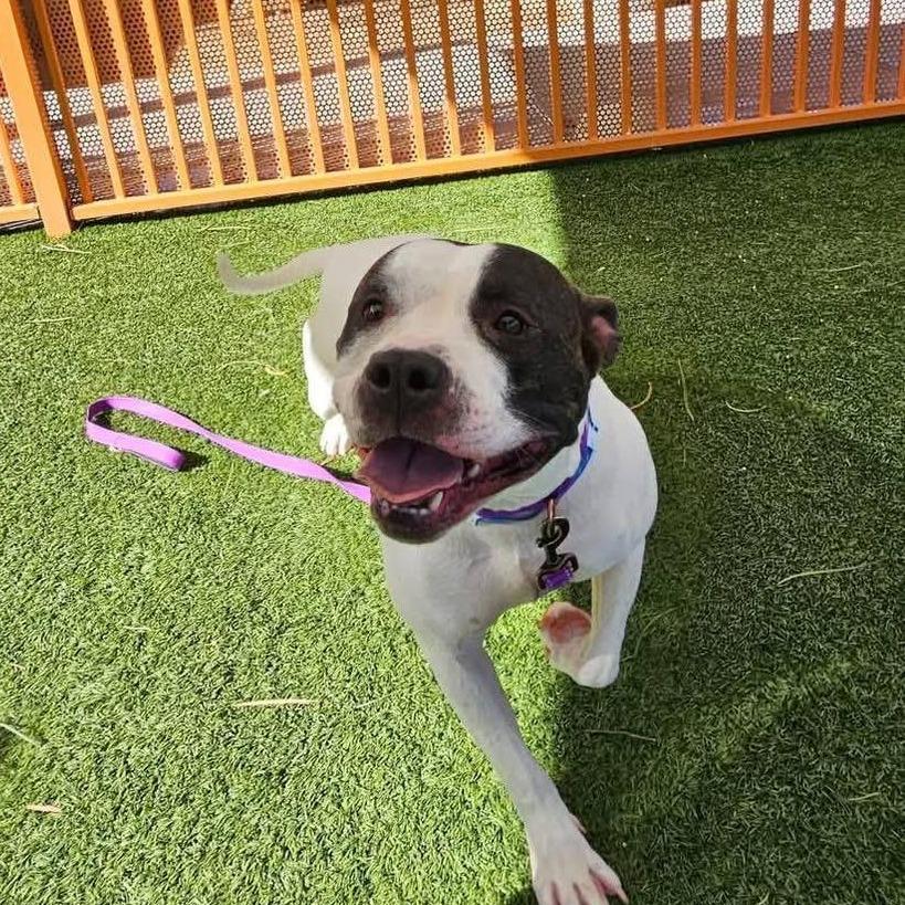 Enlarge Commander A1267432, a Adoptable Pit Bull Terrier in Las Vegas, NV image 2/4
