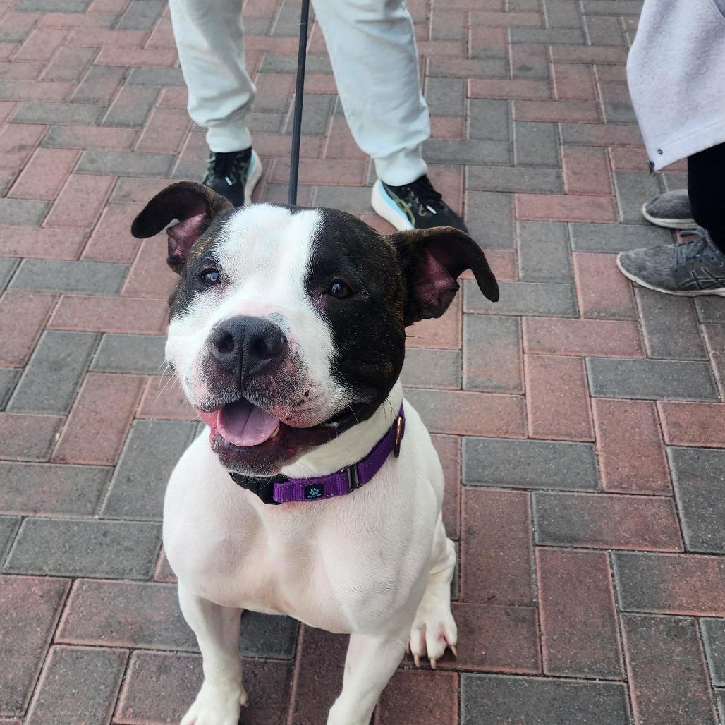 Commander A1267432, Adoptable, Adult Male Pit Bull Terrier.