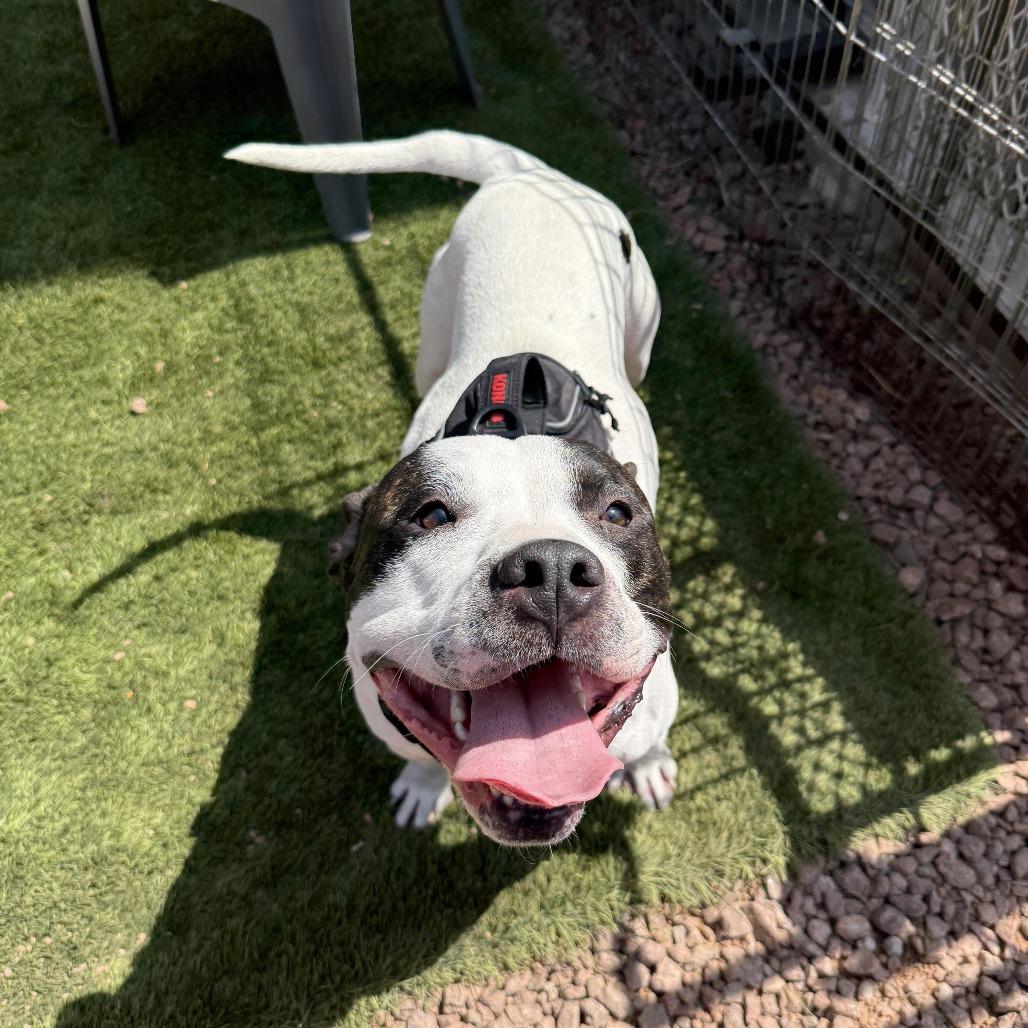 Enlarge Commander A1267432, a Adoptable Pit Bull Terrier in Las Vegas, NV image 3/4