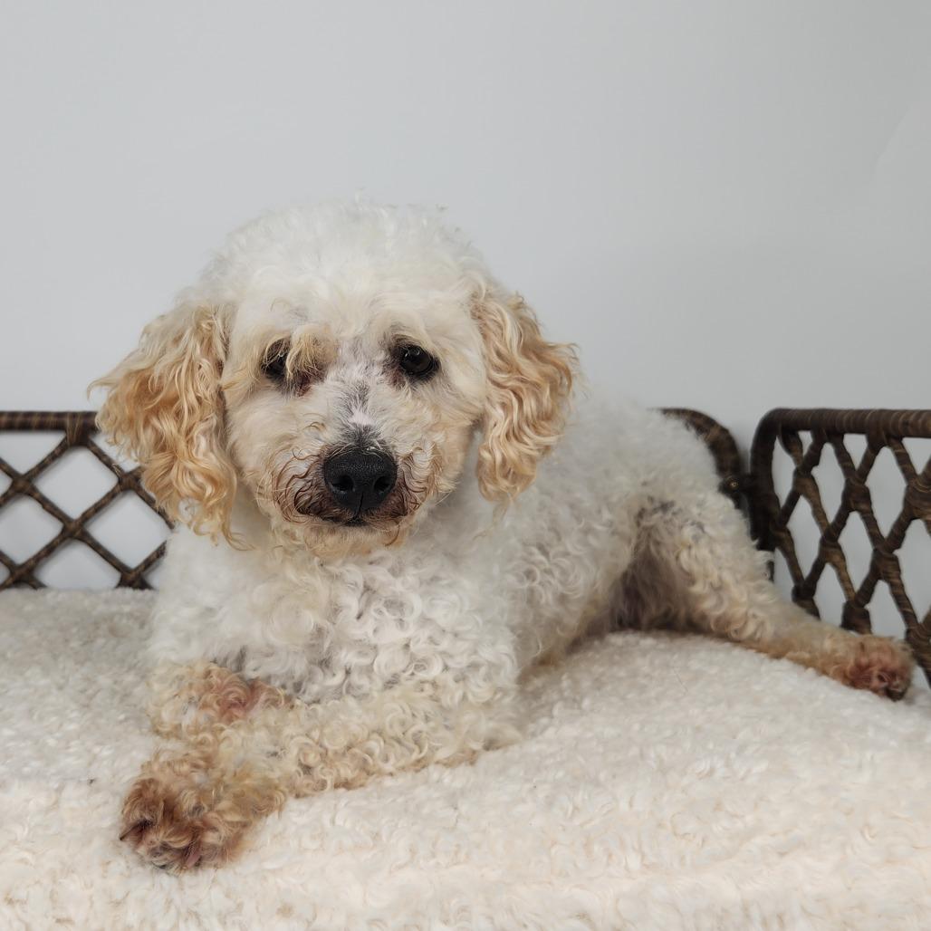 Wiseguy, Adoptable, Senior Male Bichon Frise.