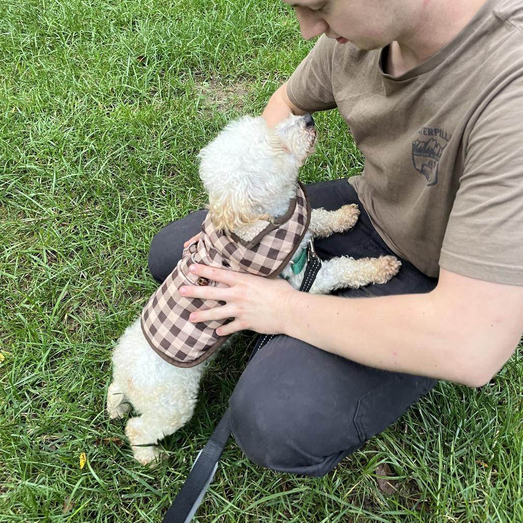 Enlarge Wiseguy, a Adoptable Bichon Frise in Fort Wayne, IN image 2/6