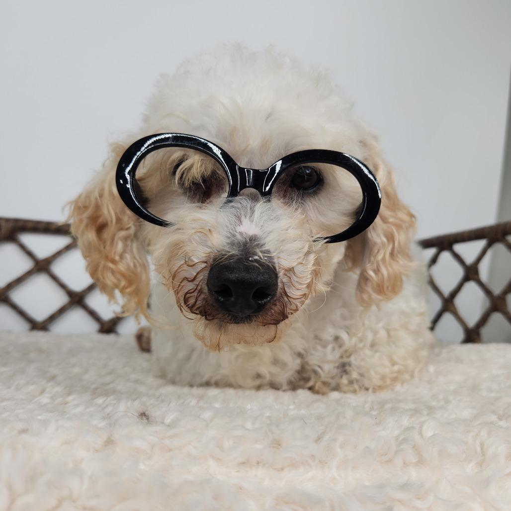 Enlarge Wiseguy, a Adoptable Bichon Frise in Fort Wayne, IN image 4/6