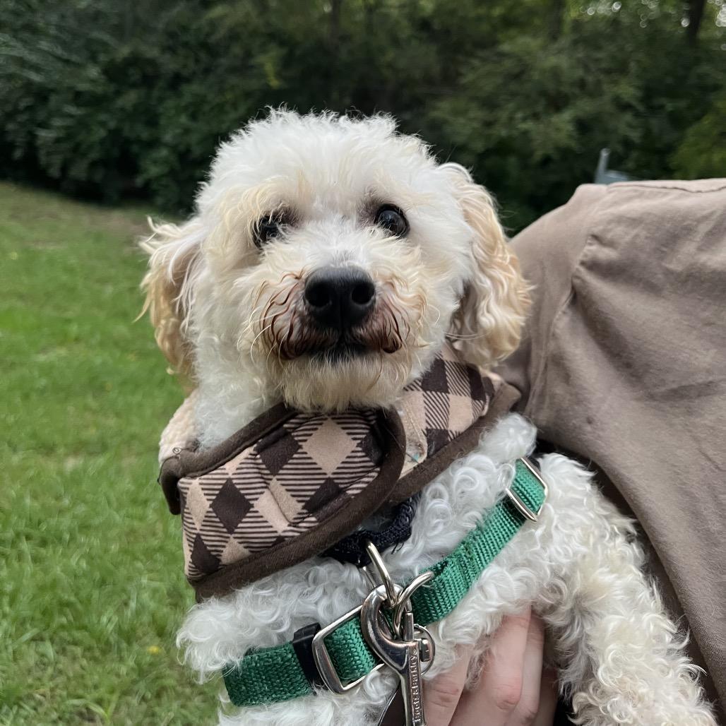 Enlarge Wiseguy, a Adoptable Bichon Frise in Fort Wayne, IN image 5/6