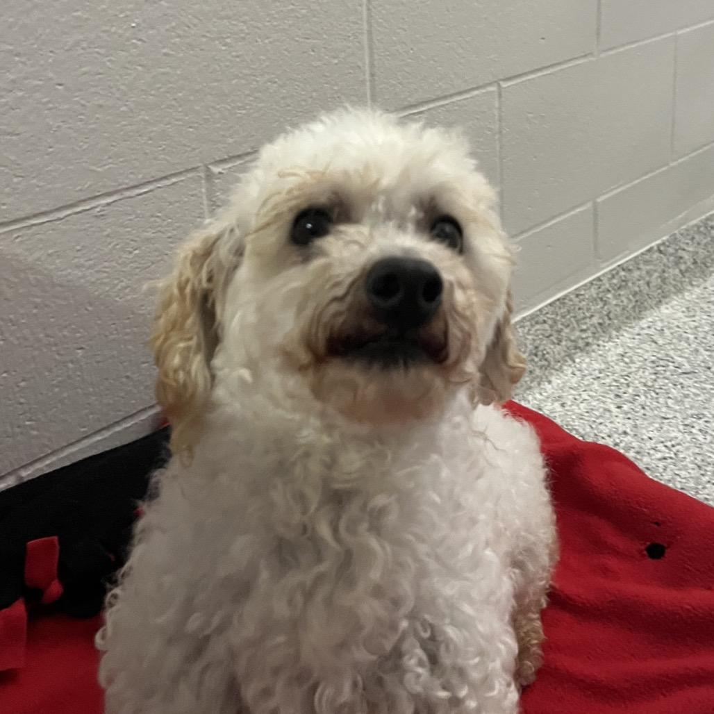 Enlarge Wiseguy, a Adoptable Bichon Frise in Fort Wayne, IN image 6/6