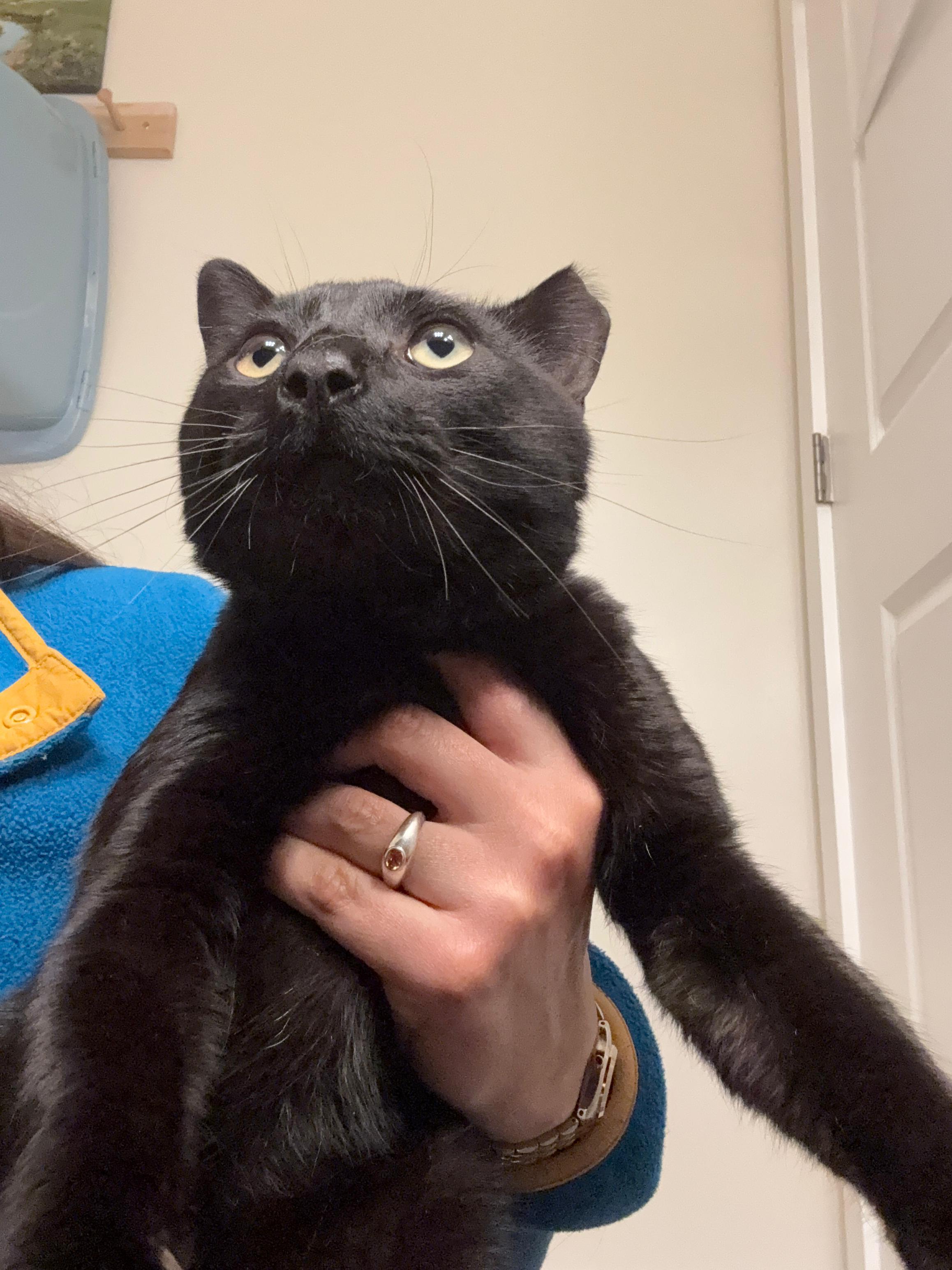 Sharky in DC, Adoptable, Adult Male Domestic Short Hair.