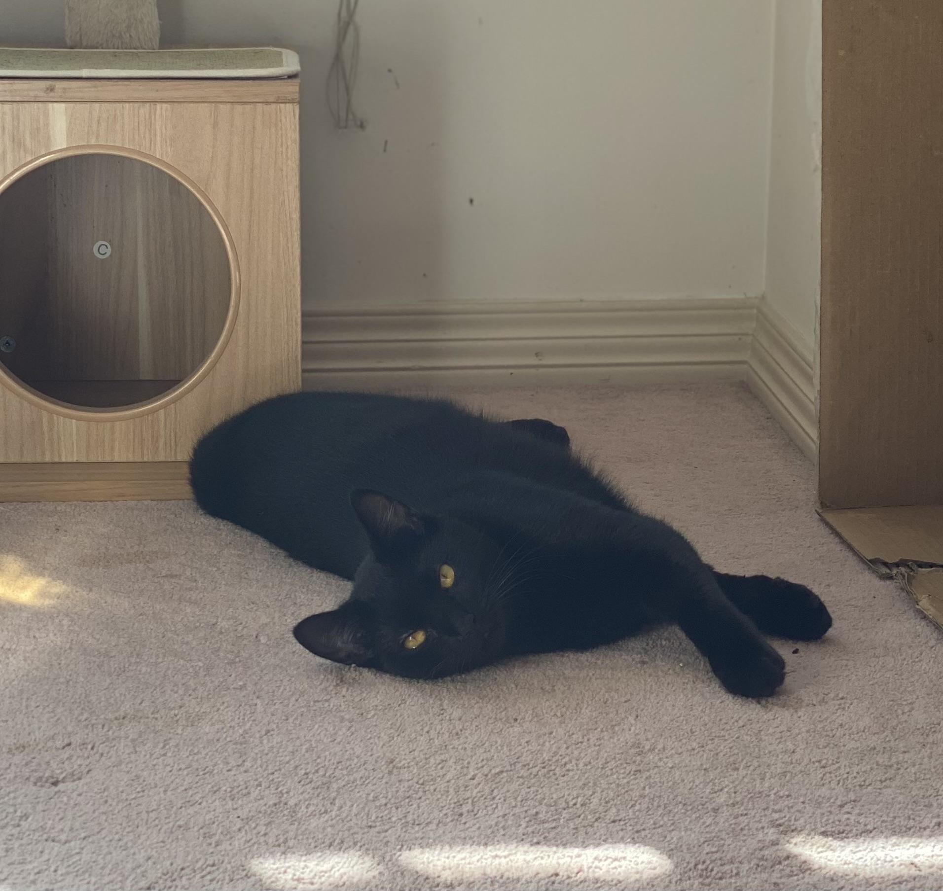 Enlarge Fable, a Adoptable Domestic Short Hair in Vancouver, BC image 5/6