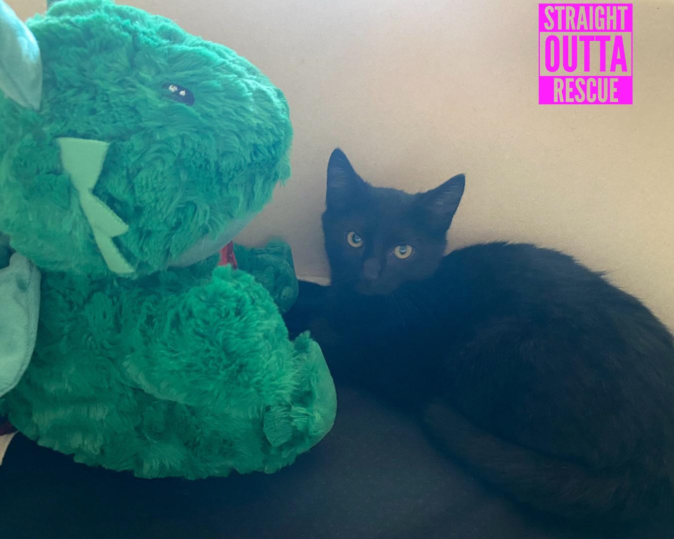 Fable, Adoptable, Kitten Female Domestic Short Hair.