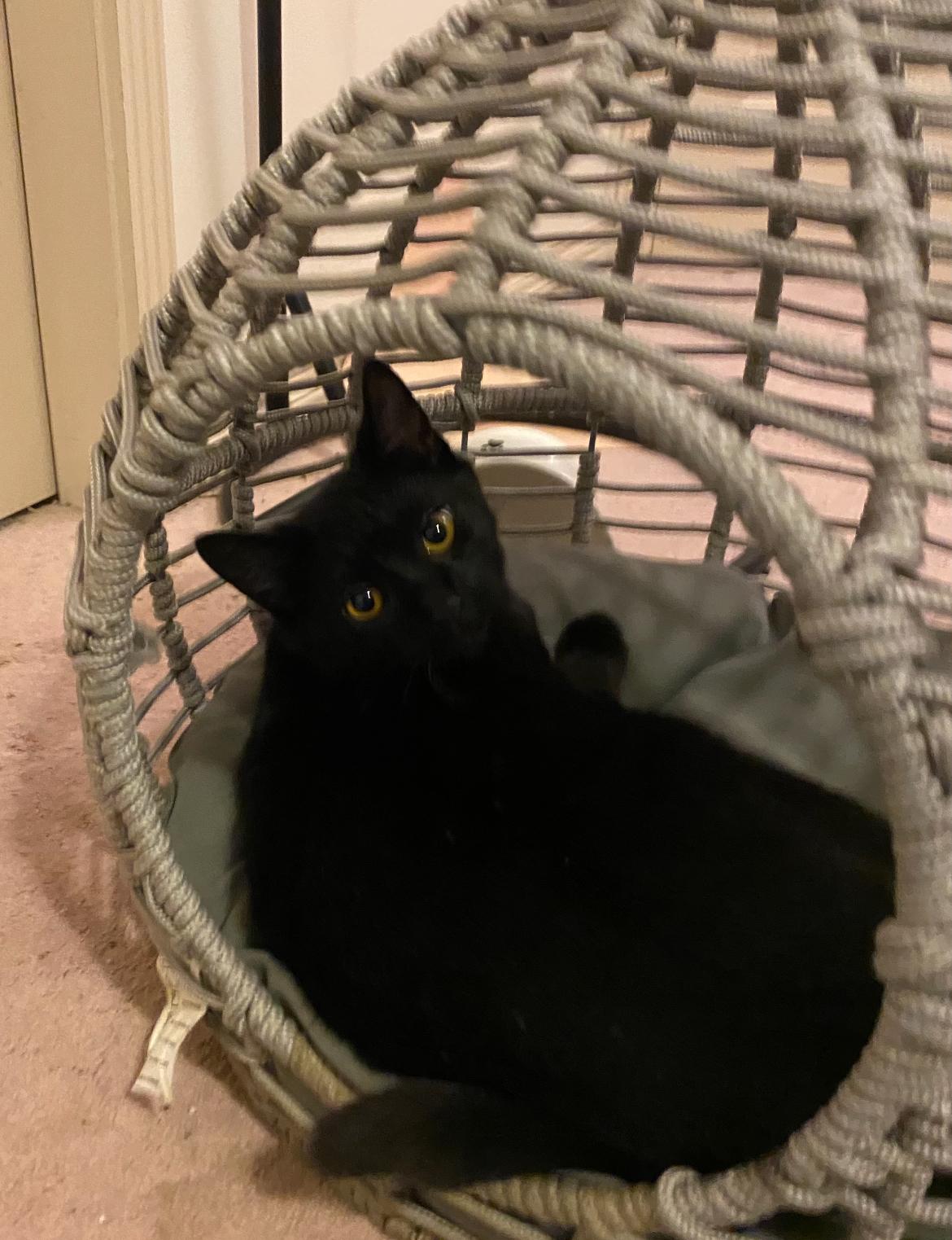 Fable, a Adoptable Domestic Short Hair in Vancouver, BC image 2/4