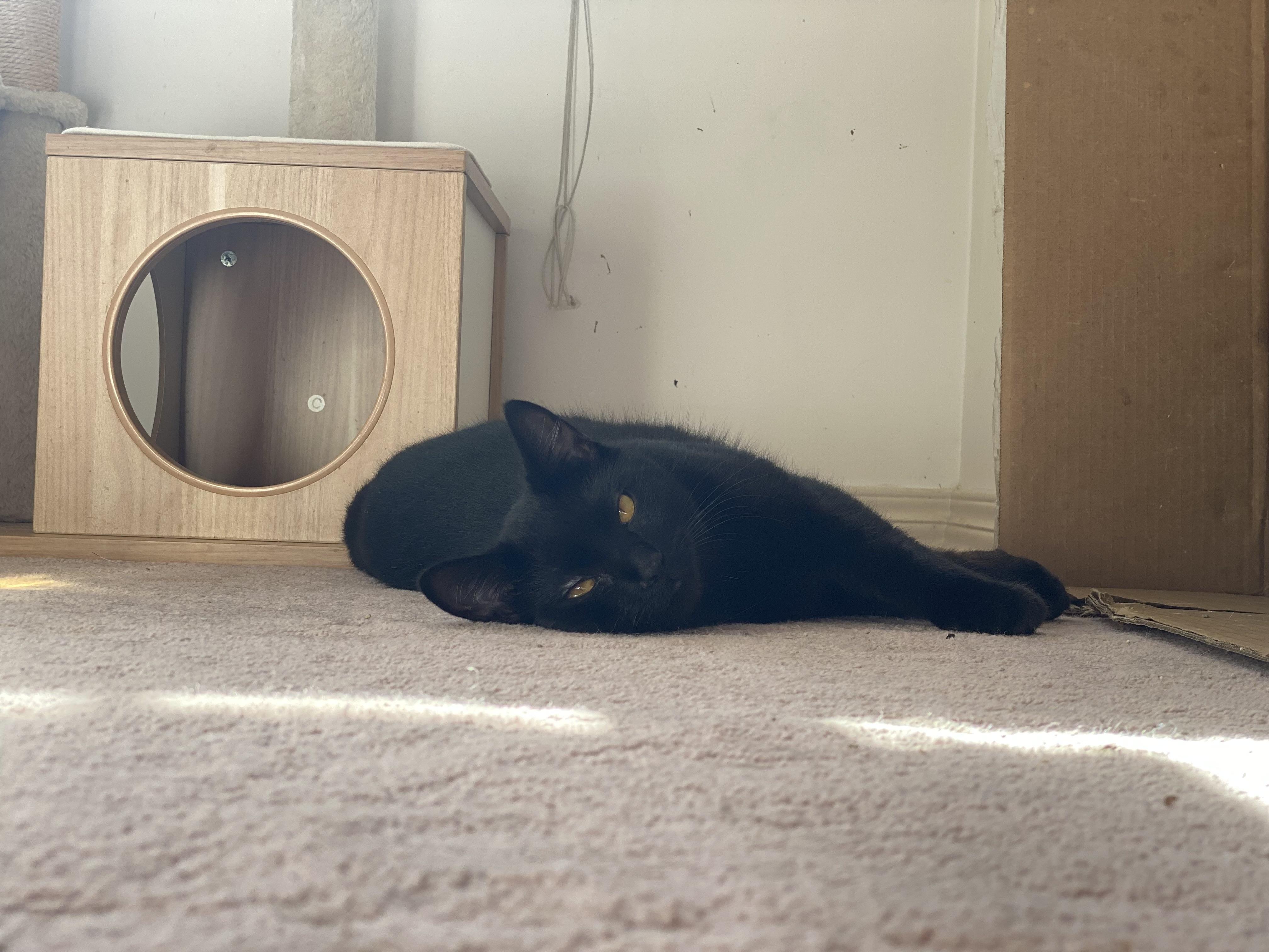 Enlarge Fable, a Adoptable Domestic Short Hair in Vancouver, BC image 6/6