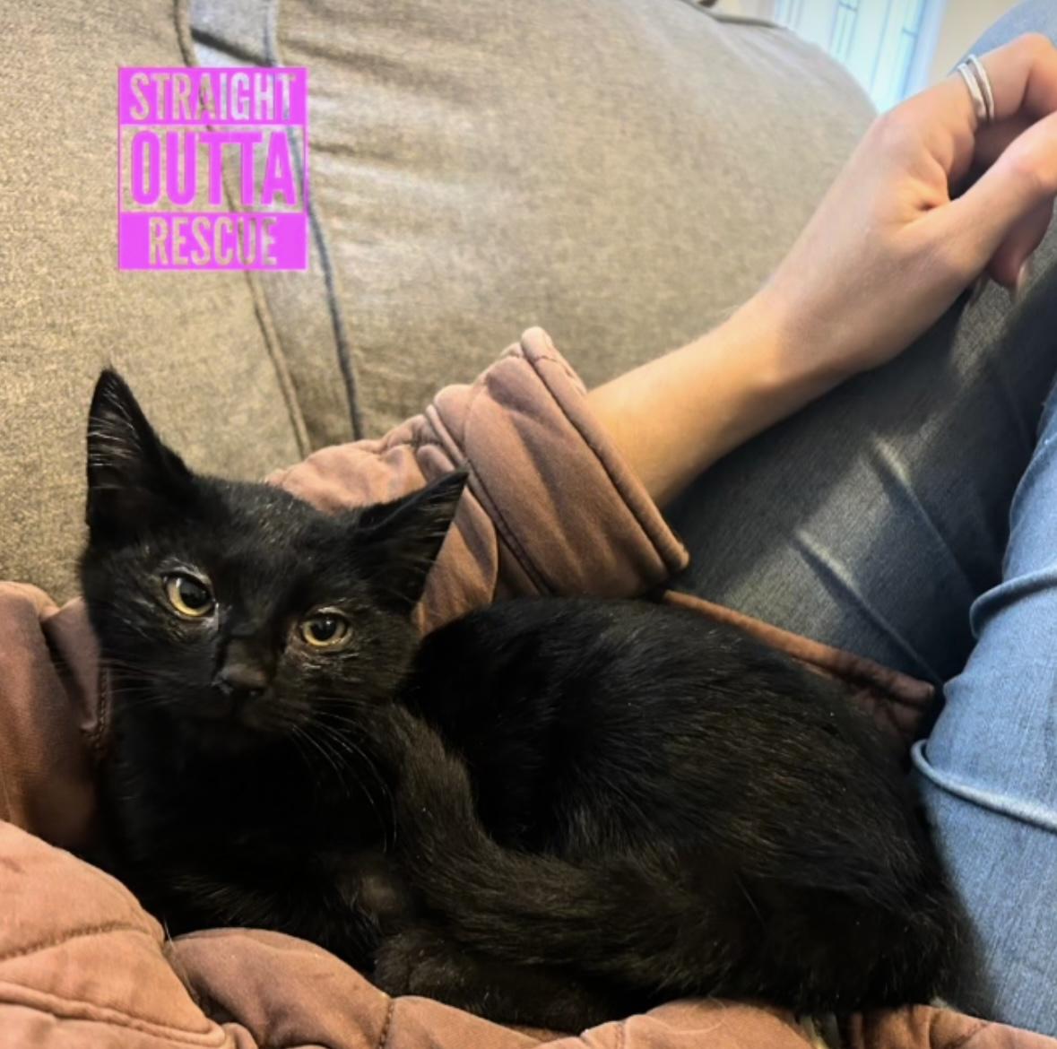 Fable, a Adoptable Domestic Short Hair in Vancouver, BC image 3/4