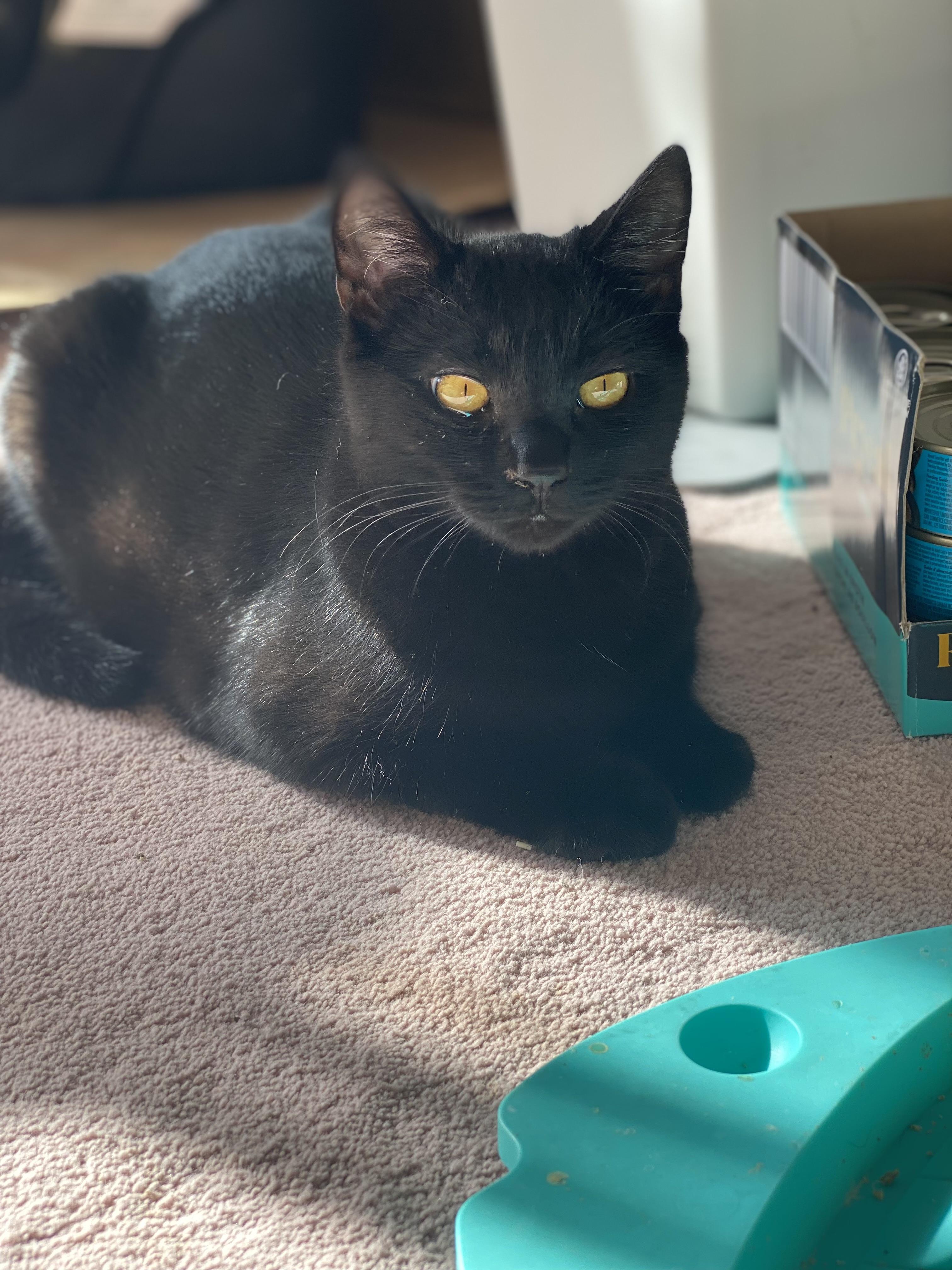 Fable, Adoptable, Young Female Domestic Short Hair.