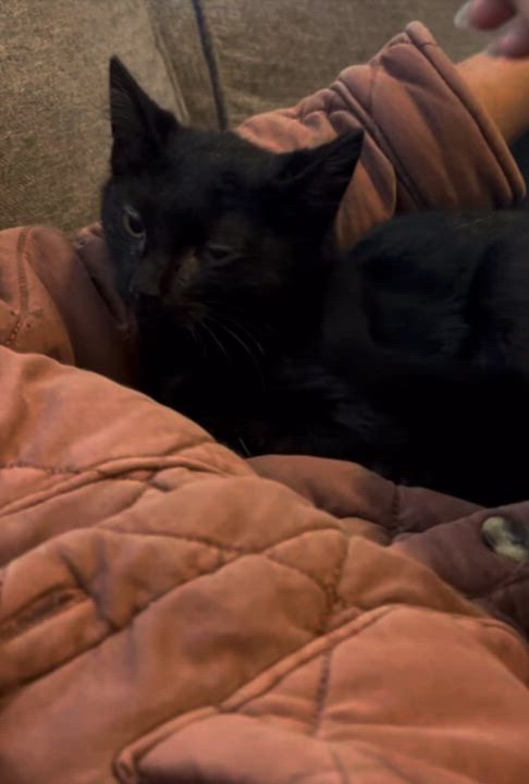 Enlarge Fable, a Adoptable Domestic Short Hair in Vancouver, BC video 4/4