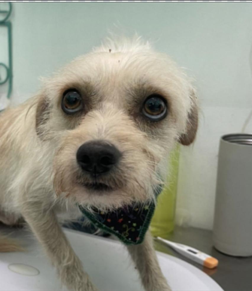 Max 2, adopted, Adult Male Mixed Breed.