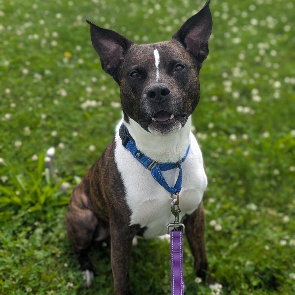 River, Adoptable, Adult Male Pit Bull Terrier & Mixed Breed.