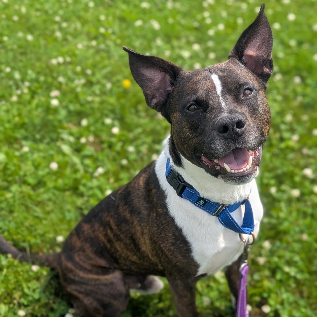 Enlarge River, a Adoptable mixed breed in Prairie du Chien, WI image 2/3