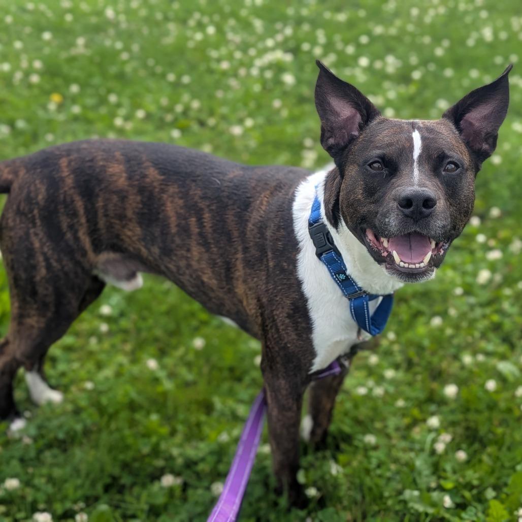 Enlarge River, a Adoptable mixed breed in Prairie du Chien, WI image 3/3