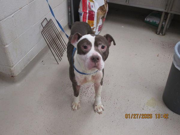 Enlarge Shire(807), a Adoptable mixed breed in Marietta, GA image 1/1