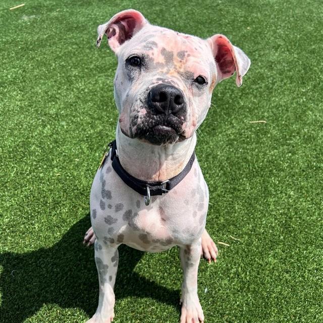 LUCY, Adoptable, Adult Female Pit Bull Terrier & Boxer.