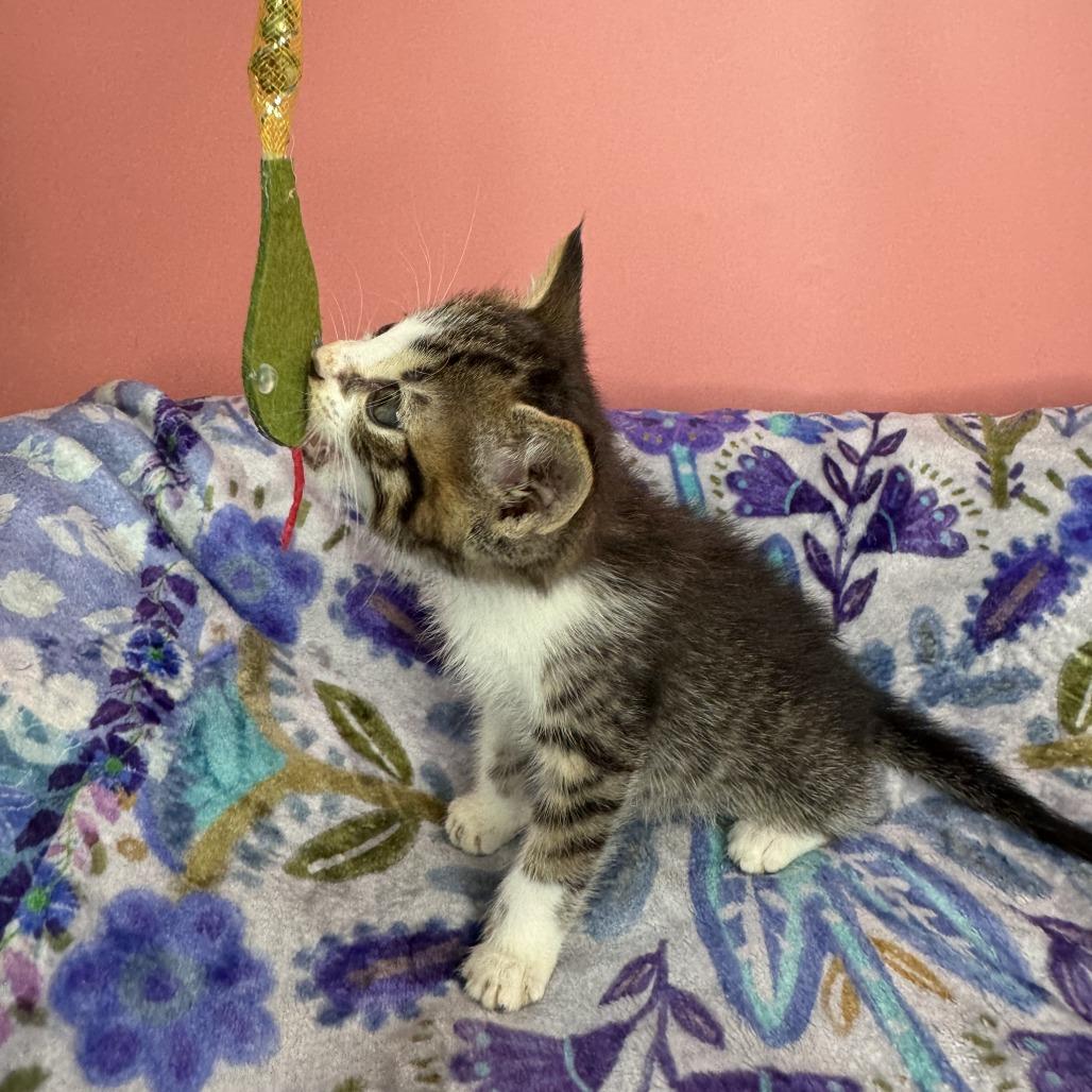 Gutbucket, Adoptable, Kitten Male Domestic Short Hair.