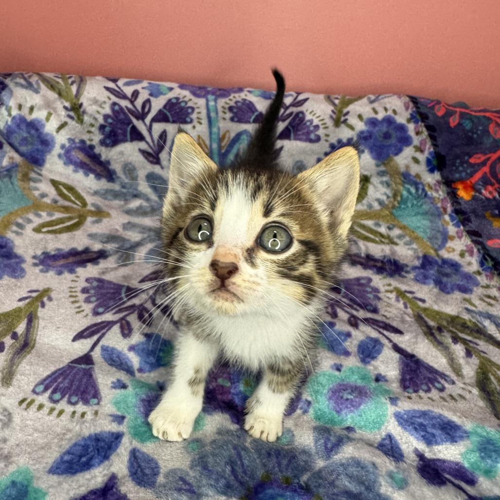 Gutbucket, a Adoptable Domestic Short Hair in San Antonio, TX image 2/6